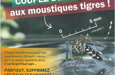 Coupez l'eau aux moustiques tigres